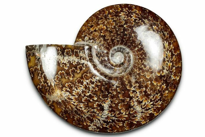 Polished Cretaceous Ammonite (Cleoniceras) Fossil - Madagascar #339091